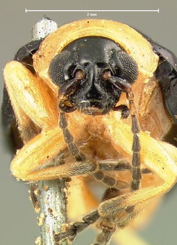 Media type: image; Entomology 18764   Aspect: head frontal view